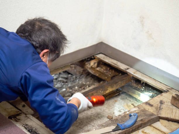 Best Home Mold Removal  in Crooksville, OH