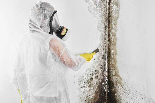 Office Mold Removal Services in Crooksville, OH