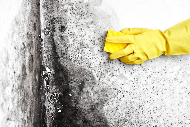 Best Mold Remediation Experts  in Crooksville, OH