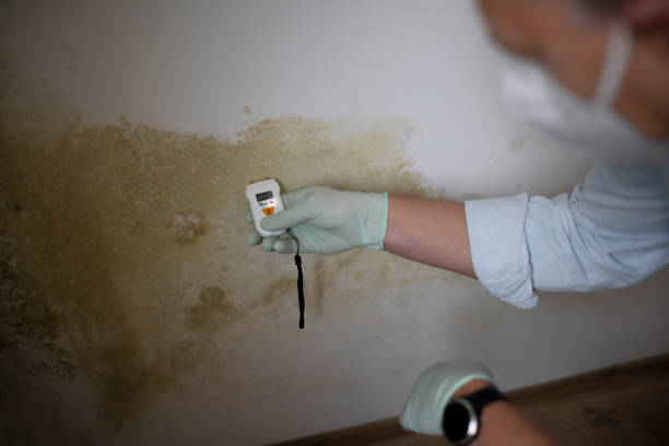 Trusted Crooksville, OH Mold Removal Experts