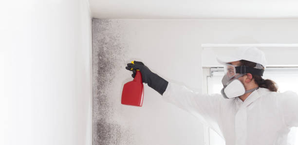 Best Mold Removal Company Near Me  in Crooksville, OH