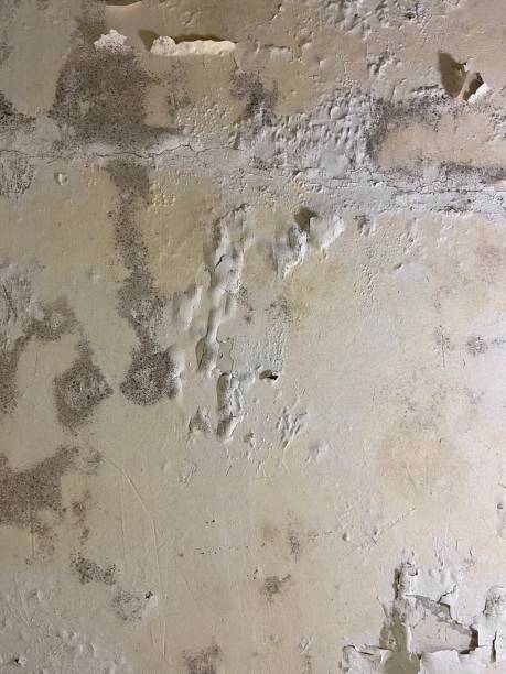 Crawl Space Mold Removal in Crooksville, OH
