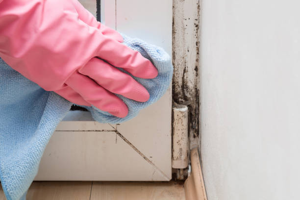 Best Mold Damage Repair  in Crooksville, OH