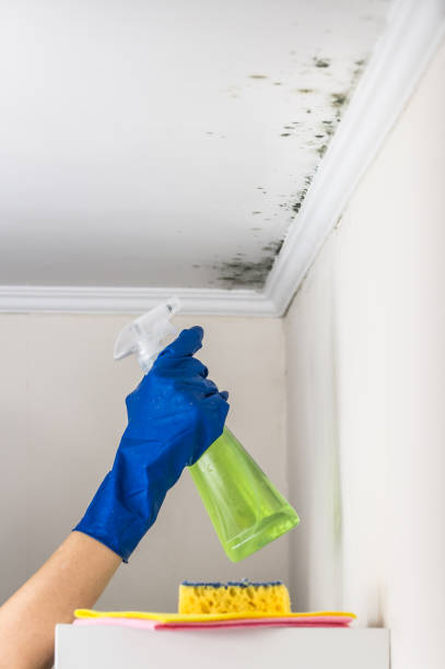 Best Local Mold Removal Service  in Crooksville, OH